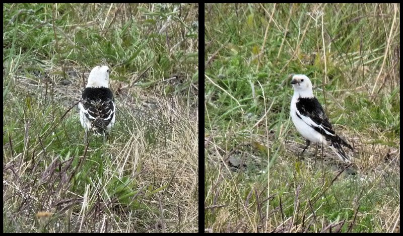 B (100) Snow Bunting.JPG